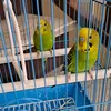 my.lovely.parrots