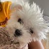 cindychipz