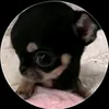rafaexdd