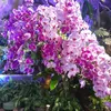 marf0626