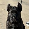 zippothecanecorso