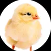 vttttz__ok