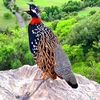 muhammadtahir8647