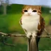 cb_nhanbel