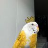 ofcyoulikechicken1