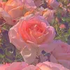 rose_shopnslay