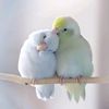 rima.akter5472
