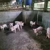 ifazzoletti