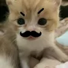 catlynne.lajom