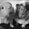 iamfleurious