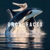 orca456yy
