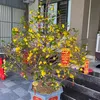 hoan.nguyen.viet0