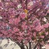flowercolorszz