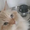 HydroPetPro
