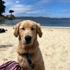 brunogoldenpaw