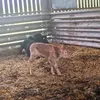 cymru.am.byth3