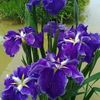 sawsan.gl