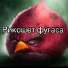 zovchik_goida_pidor