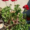flor.93555