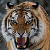 rajan05332gmail.c