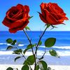 user8505093618177