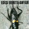 edi_tolo