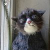 coolcat1502