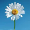 msdaisy258
