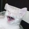 schwarzeslip