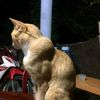 stay.hard.cat