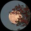 chand01487