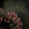 amirra_25