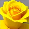 .sweetelizabeth55