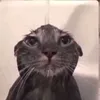 ...ooooolp