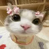 cuuteocuatui