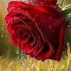 worod_dz