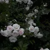 日咲