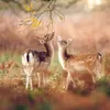 mother.lovenature