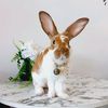 rabbit_cafe_review