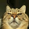loox06_