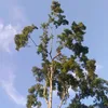 santiagoc_018