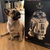 obiwanthefrenchbulldog