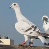 ziad.lababidi