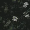 mofeey_18