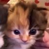 jadeaimee122317