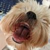 ziggyluvsdogs