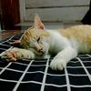 kitowonggalo