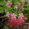 whiteberry2