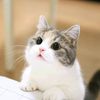 pet cute cat videos