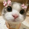 ✧･ﾟ:🌷ᰔ